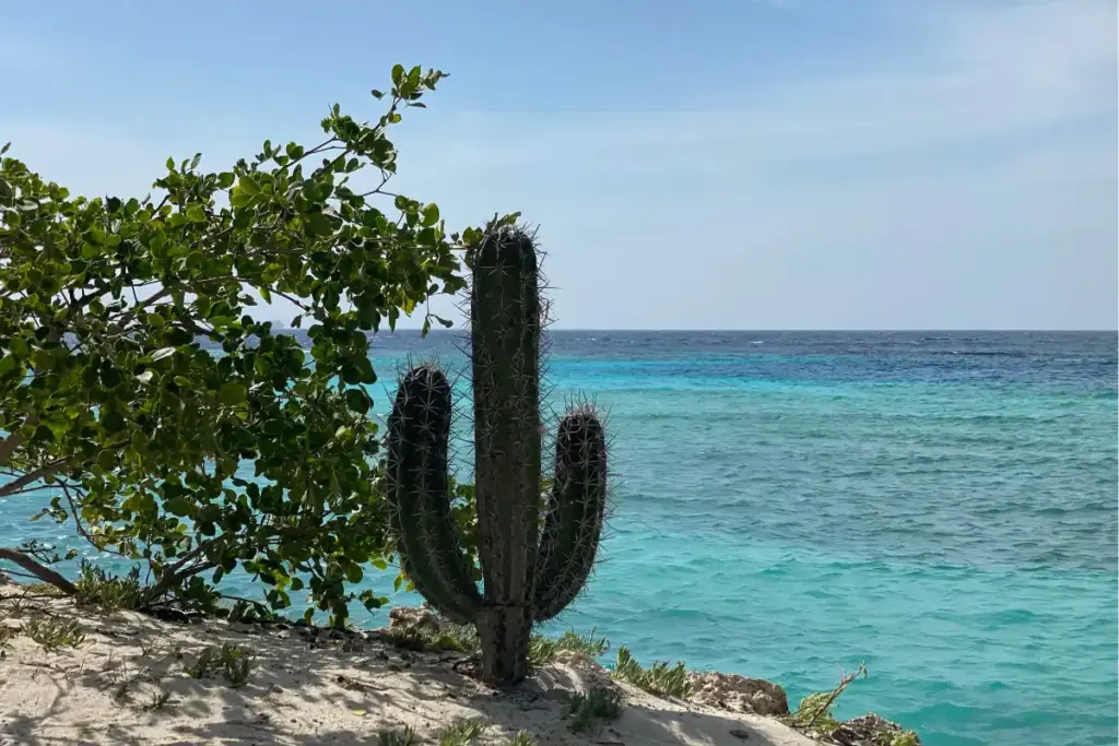 Cactus on a sandy cliff overlooking turquoise ocean water in Aruba