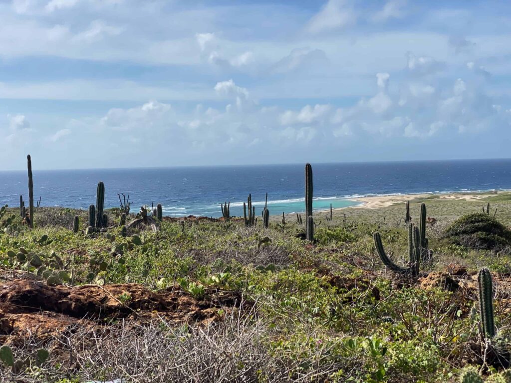 Cactus-covered hillside in Aruba with the ocean and coastline in the background