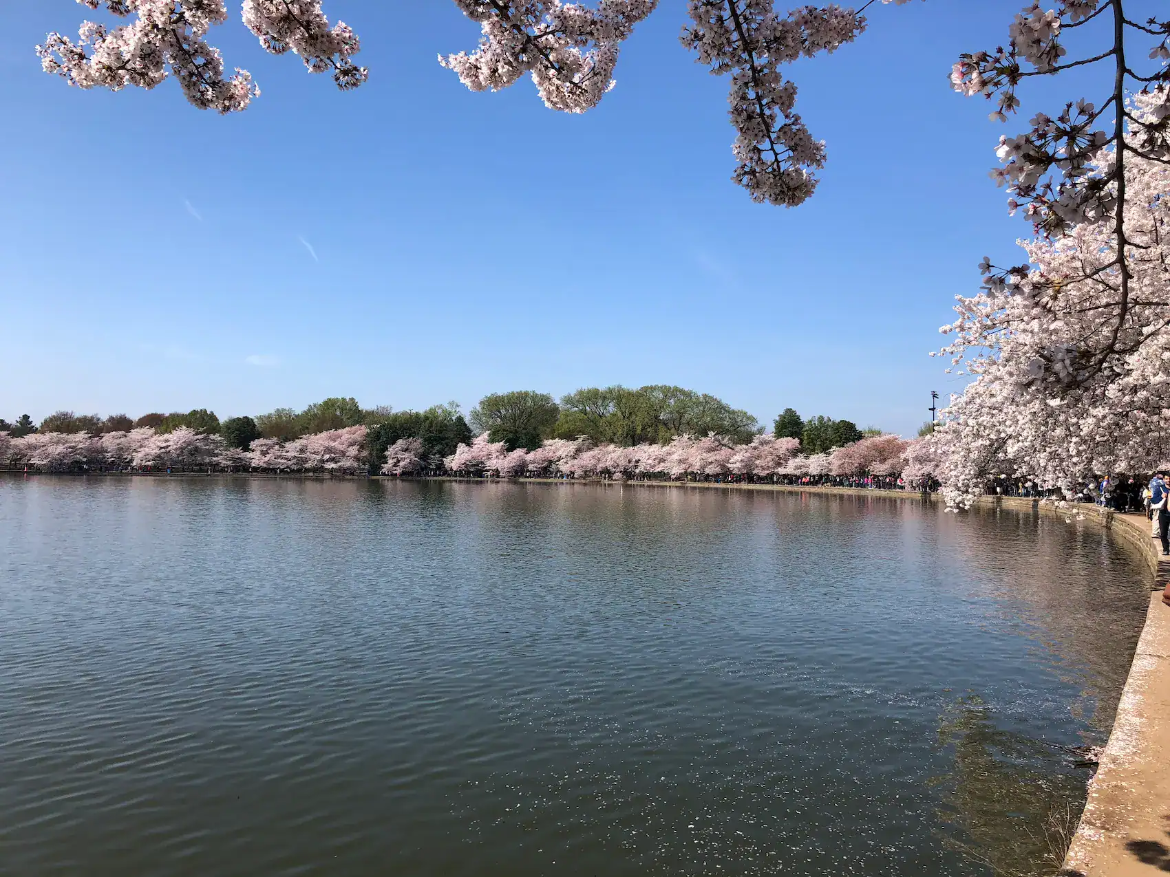 Cherry blossoms framing the Tidal Basin in Washington DC during peak bloom