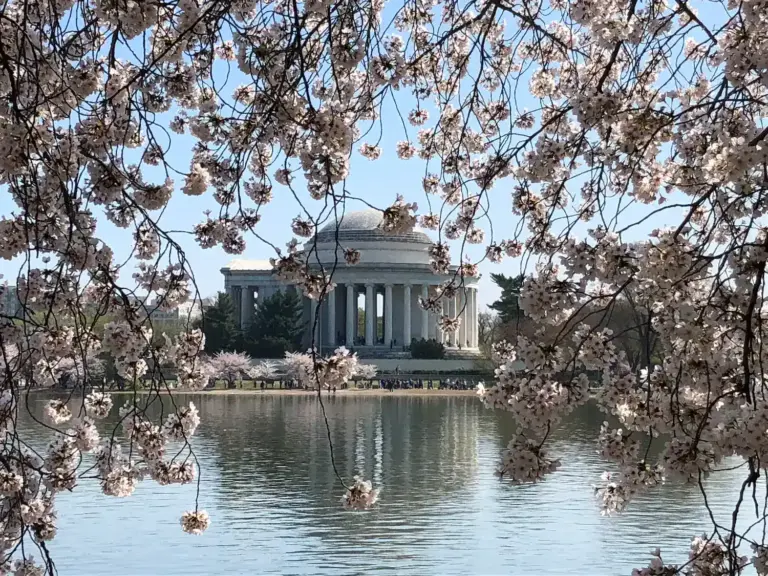 Jefferson Memorial seen across the Tidal Basin framed by cherry blossoms